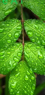 Vibrant green leaves with dewdrops on a smartphone wallpaper.