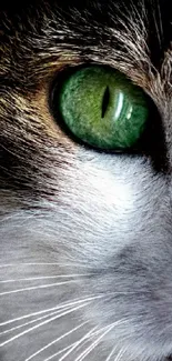 Close-up wallpaper of a cat with striking green eyes.