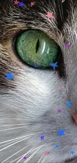 Close-up of a cat's green eye with detailed fur contrast.