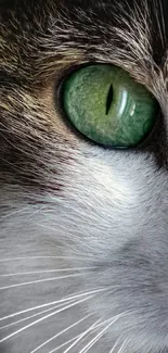 Close-up image of a cat's green eye, detailed and vivid.