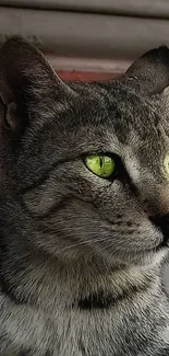 Close-up of a gray cat with striking green eyes as mobile wallpaper.