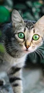 Close-up of tabby cat with green eyes in natural setting.