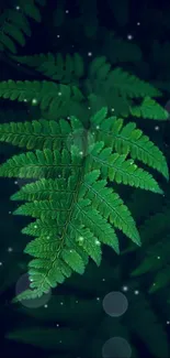 Green fern leaf against a dark forest background.