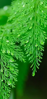 Vibrant green fern leaves with dewdrops