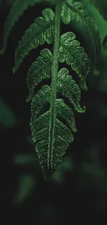 Close-up of a vibrant green fern leaf in natural light.