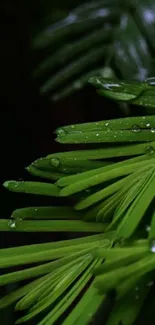 Close-up of vibrant green fern leaves with dew drops on a dark background.