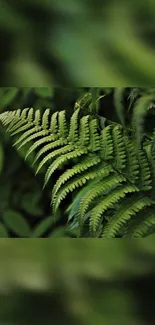 Close-up view of lush green fern leaves, creating a serene and natural mobile wallpaper.