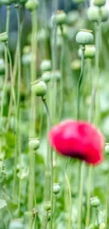 Green field with red poppy flower mobile wallpaper.