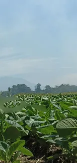 Green fields with a clear blue sky and distant mountains in a serene landscape.