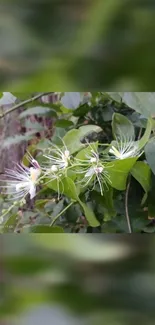 Vibrant green leaves with delicate white flowers mobile wallpaper.