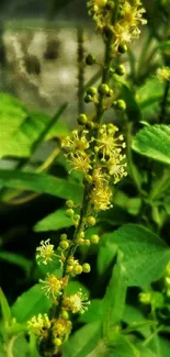 Close-up of green plant with yellow flowers, perfect for a mobile wallpaper.