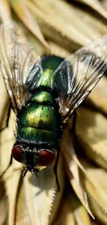 Close-up of a metallic green fly on dried foliage, showcasing nature's beauty.