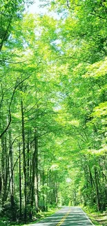 A serene forest road surrounded by lush green trees.