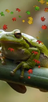 Green frog on branch with autumn leaves in background.