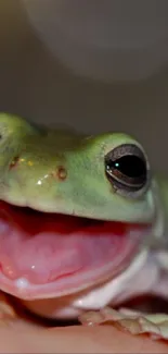 Close-up of a smiling green frog with a blurred background.