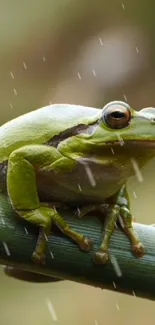 Green frog resting on bamboo in rain, perfect for nature wallpaper.