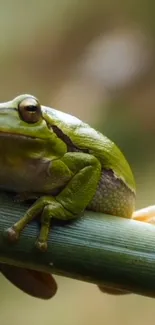 Green frog resting on a bamboo stem in a natural setting.