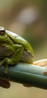 Green frog resting on a bamboo stem with blurred nature background.