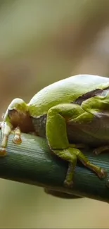 Green frog perched on a branch in nature.