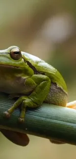 Green frog perched on a branch with a soft focus background.