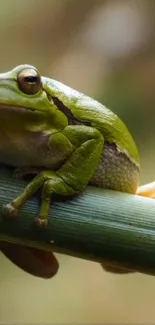 Close-up of a green frog resting on a bamboo stalk.