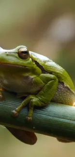 Close-up of green frog on bamboo stalk in nature.