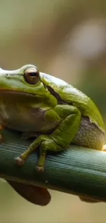 Green frog sitting on bamboo in nature scene.