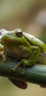 A green frog perched on a bamboo stick.