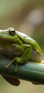 Green frog resting on a bamboo stalk in natural setting.