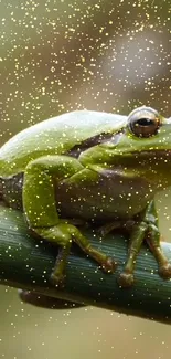 Green frog on bamboo with golden sparkles.