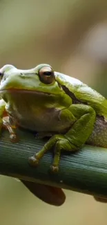 Green frog sitting on a leaf in nature.