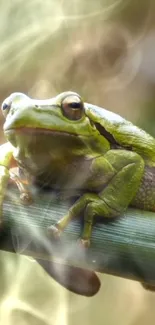 Vibrant green frog perched on a leaf, ideal for nature wallpaper.