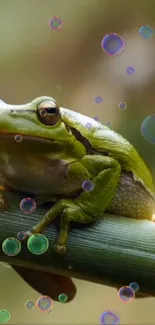 Green frog resting on branch with colorful bubbles.