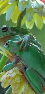 Two green frogs sitting on vibrant flowers in nature.