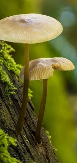 Green Fungus Mushroom Live Wallpaper