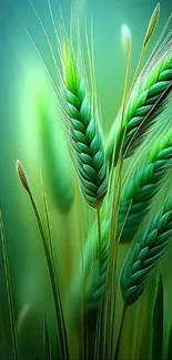 Close-up of vibrant green grain stalks.