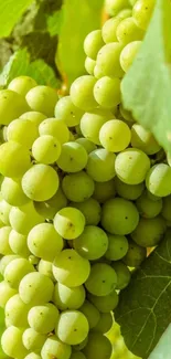 Green grapes hanging with lush leaves.