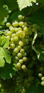 Lush green grapes on the vine with leaves in sunlight