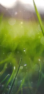 Close-up of vibrant green grass with bokeh effect on a sunny day.