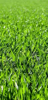 Lush green grass field mobile phone wallpaper.