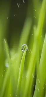 Close-up of green grass with dew droplets on a serene mobile wallpaper.