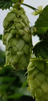 Close-up of green hop plant leaves in focus.