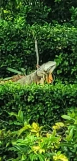 Green iguana in lush foliage wallpaper.