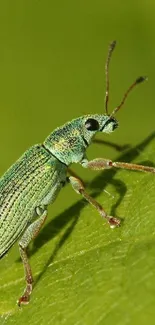 Macro shot of a green weevil on a leaf.