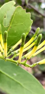 Close-up of vibrant green leaves and budding growth, ideal for nature enthusiasts.