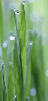 Close-up of green leaves with dewdrops wallpaper.