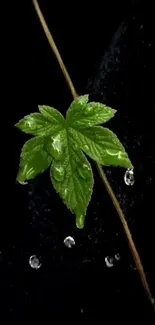Green leaf with dew drops on dark background wallpaper.