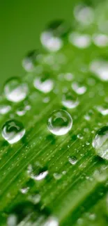 Close-up of dew drops on a green leaf, perfect for mobile wallpaper.