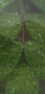 Green leaves with dew drops create a refreshing wallpaper.