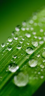 Close-up of green leaf with dew drops.